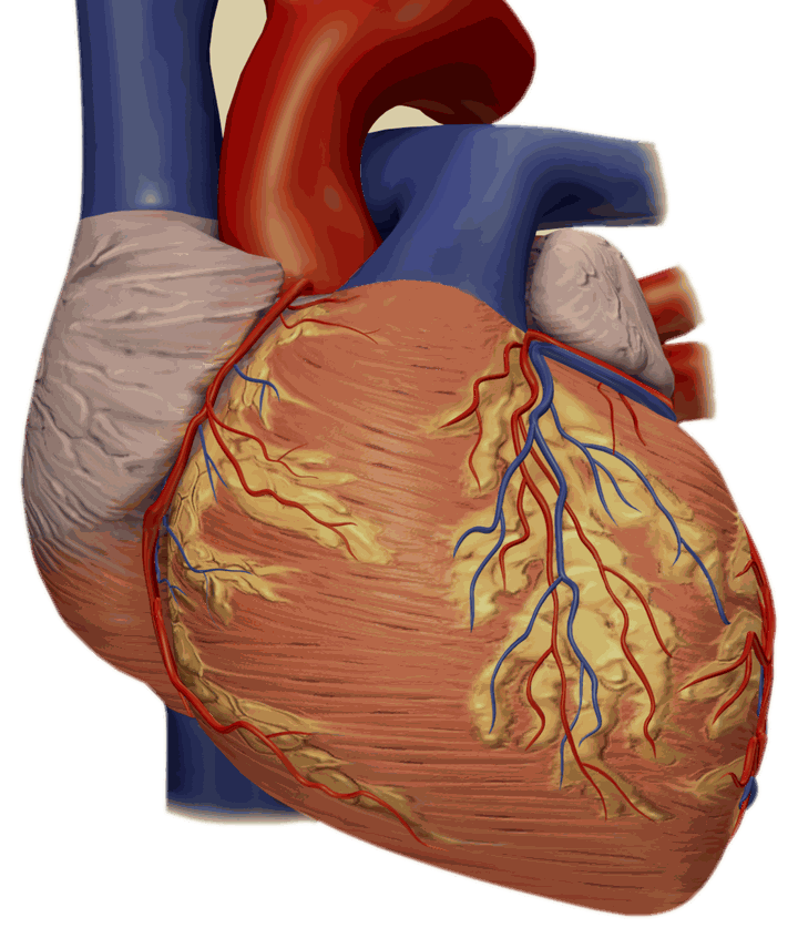 A human heart, anterior view: muscle, fat, coronary vessels, the stubs of the great vessels